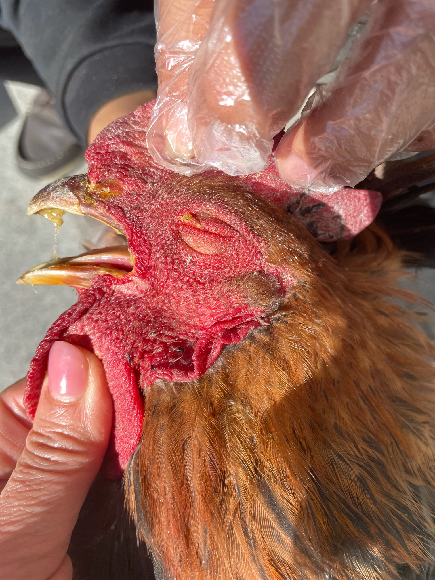 一例疑似鸡传染性鼻炎的病例分析与讨论