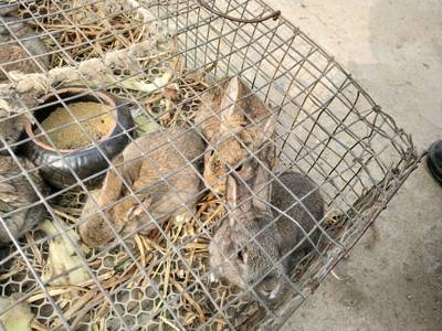 当“洋气”成为标价 180元的公鸡与80元的母鸡，你会为“宠物家禽”买单吗？