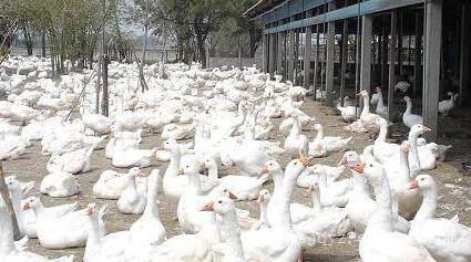 家禽健康守护指南 农民如何科学防治家禽疾病