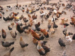 家禽学 理解与培育我们的羽翼伙伴