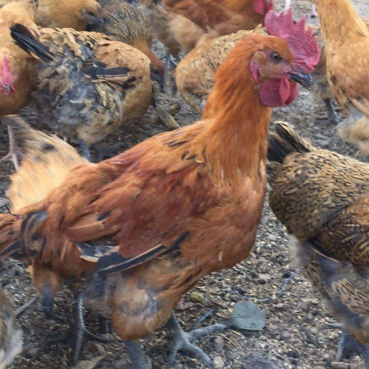 界首特色禽苗 土鸡苗、乌皮土鸡苗与黑乌鸡苗的养殖与市场前景