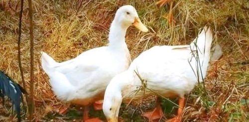 集约管理下的乡村家禽报备制度 土鸡土鸭的消失与生态平衡的反思