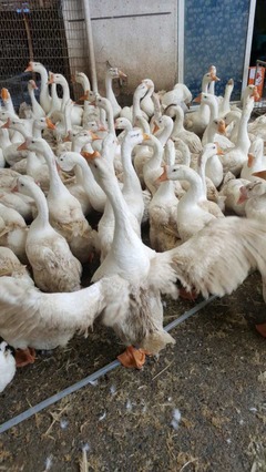 新亿隆食品 吴江家禽配送的专业服务与行业优势