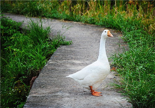 禽类分类与家禽概述