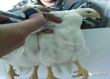 搭配上这几物,家禽注射免疫疫苗一滴不浪费
